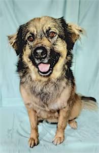 Beary Berries the Australian Shepherd/Chow Chow at Friends With Four Paws