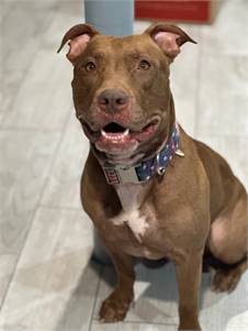 Madden the Pit Bull Terrier at Heart and Soul Dog Rescue, Inc