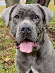 Haven the Mastiff Mix at Homeward Bound