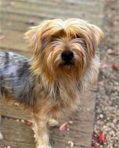 Ricky Yorkshire Terrier Yorkie / Mixed at Husky House