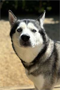 Big Sky the Siberian Husky at Husky House