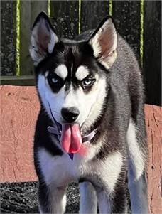 Silver the Siberian Husky at Husky House