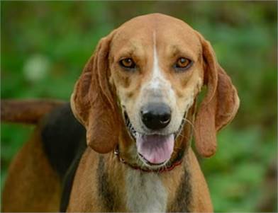 Missy the Hound at Jersey Shore Animal Center