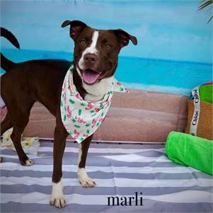 Marli the Pit Bull Terrier & Labrador Retriever Mix at JKRC Rescue