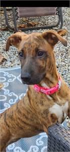 Cream Soda the Hound Mix at Luv Furever Animal Rescue