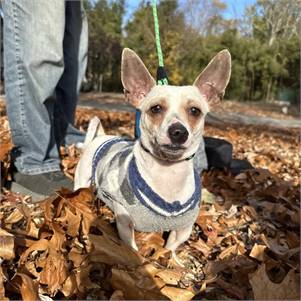 Flicker the Chihuahua Dachshund at MatchDog Rescue