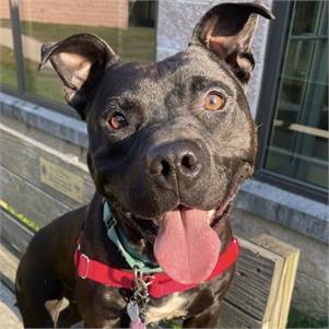 Pork Roll the Pitbull at Monmouth County SPCA