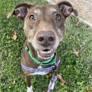 Penny the Pittie Mix at Monmouth County SPCA