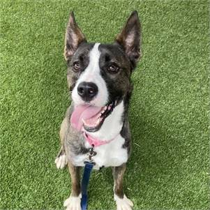 Rarity the Husky Mix at Monmouth County SPCA