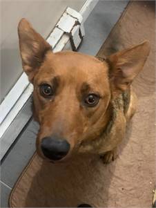 Cocoa the Carolina Dog / Shepherd at No Paw Left Behind