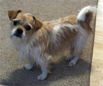 HC Lizard TX the Shih Tzu Mix at North Star Pet Rescue