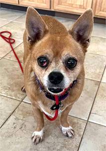 Sofie NJ the Chihuahua at North Star Pet Rescue