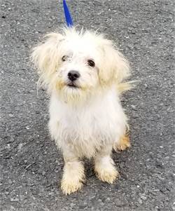 Sugar the Terrier Mix at West Orange Animal Welfare League