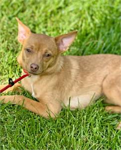 Lillian Rose the Chihuahua/Miniature Pinscher at O.S.C.A.R.