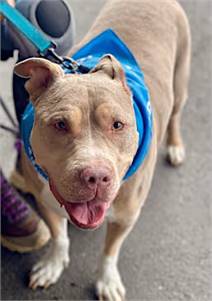 Debo the Staffordshire Bull Terrier at One Love Animal Rescue