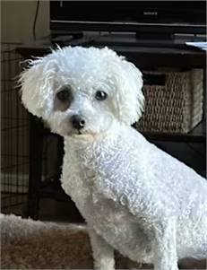 Lamby the Bichon Frise at Peyton's Place Animal Rescue