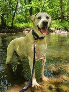 Grover the Catahoula Leopard Dog / Labrador Retriever at Ramapo-Bergen Animal Refuge