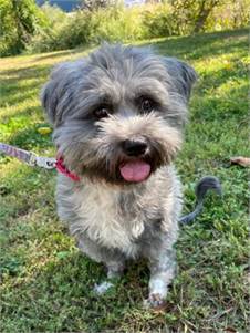 Poppy the Shih Tzu - Miniature Schnauzer at Ramapo-Bergen Animal Refuge