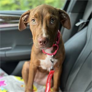 Eden the Pit Bull Terrier Mix at Real Dog Rescue