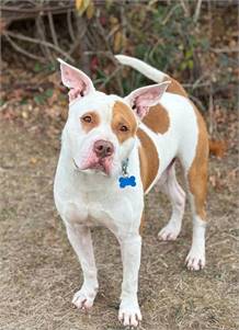 Oakley the Pit Bull Terrier Mix at Rescue Ridge