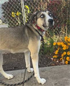 Kassy the Siberian Husky/Mix at St. Hubert's Animal Welfare Center