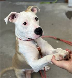 Pearl the Terrier, Pit Bull/Mix at St. Hubert's Animal Welfare Center