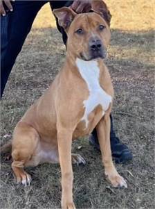 Adonis the Pit Bull Terrier & German Shepherd Dog Mix 