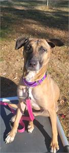 Millie the Belgian Shepherd / Malinois Mix at Shore Saves