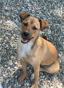 Maise the Black Mouth Cur Mix at Big D's Big Dog Rehab