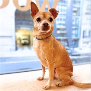 Pike Trickfoot the Chihuahua Mix at Rain or Shine Rescue