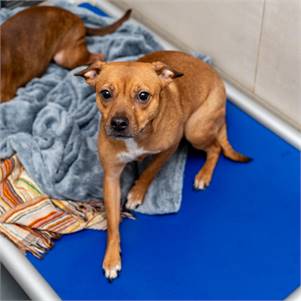 Marge the Terrier Mix at Animal Haven