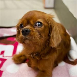 Francine the Cavalier King Charles Spaniel at Animal Haven