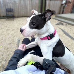 Abraham the Mixed Breed at St. Hubert's Animal Welfare Center