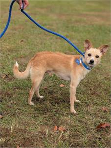 Benji the Jack Russell Terrier at Home For Good Dog Rescue