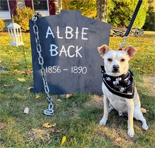 Chihuahua Mix at Eleventh Hour Rescue