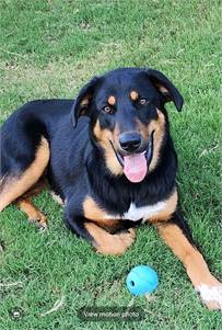 Shepherd Mix at Eleventh Hour Rescue