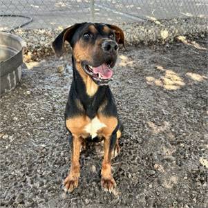 Hound Mix at Eleventh Hour Rescue