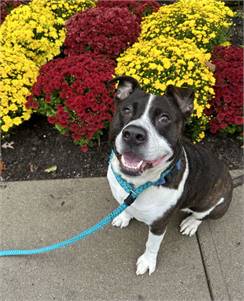 American Staffordshire Terrier Mix at Eleventh Hour Rescue