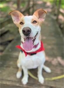 Nikki the Husky/Labrador Retriever/Hound Mix at NJSH Pet Rescue