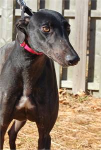 Broadway Johnny the Greyhound at Greyhound Friends of New Jersey