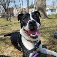 Ruger the Pit Bull Mix at A Pathway to Hope