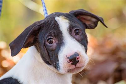 Knox the Hound Mix at Animal Alliance of NJ