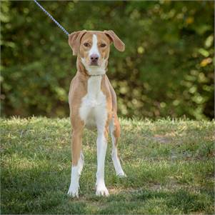 Butters the Hound Mix at Animal Alliance of NJ