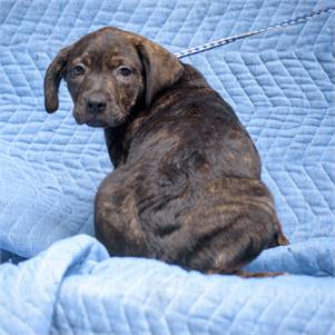 Odette the Hound Mix at Animal Alliance of NJ