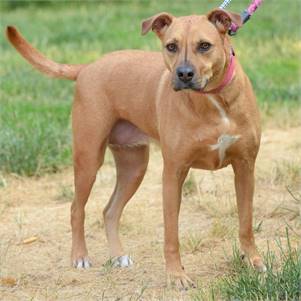 Winnie the Hound Mix at Animal Alliance of NJ