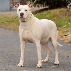 Meredith the Pit Bull Terrier Mix at Animal Alliance of NJ