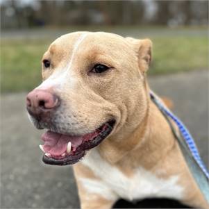 Ryder the Hound & Pit Bull Terrier Mix at Animal Alliance of NJ