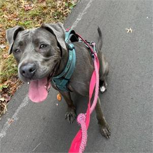 Argenta the Great Dane & Weimaraner Mix at Animal Alliance of NJ