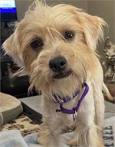 Matthew the Terrier Mix at Animal Welfare Association of New Jersey