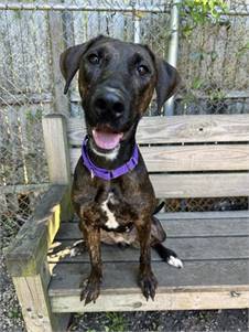 Squiggles the Plott Hound Mix at AHS-Tinton Falls